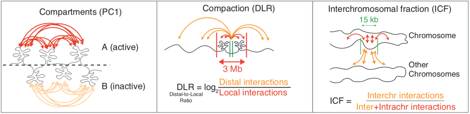 ICF DLR
                  Diagram Hi-C HOMER
