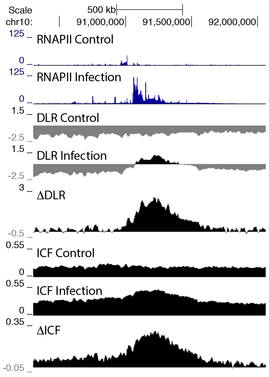 Example
                  of transcription and chromatin compaction Hi-C
