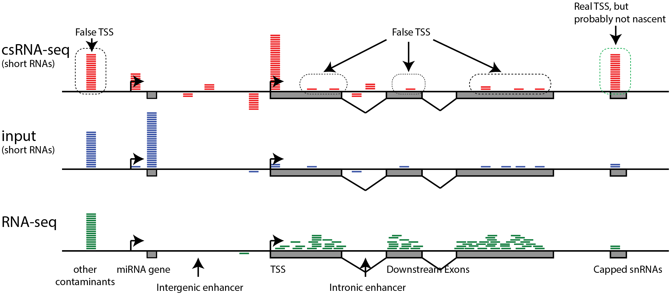 csRNA-seq
                schematic sources of noise contamination TSS